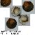 Glycymeris glycymeris