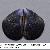 Mytilus galloprovincialis