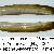 Ensis arcuatus