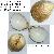 Laevicardium oblongum