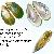 Perna perna
