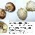 Cerastoderma edule