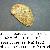 Haliotis tuberculata lamellosa
