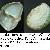 Crepidula fornicata