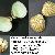 Venericardia antiquata