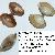 Mactra stultorum