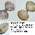 Mactra stultorum