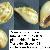 Zonaria pyrum pyrum