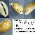 Naria spurca spurca