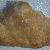 Anomia ephippium