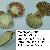 Pecten jacobeus