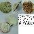 Pecten jacobeus