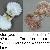 Pecten jacobeus