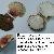 Pecten jacobeus