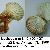 Pecten jacobeus