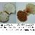 Pecten jacobeus