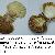 Pecten jacobeus
