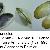 Donax trunculus