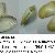 Donax trunculus