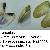 Donax trunculus