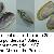 Donax trunculus