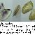 Donax trunculus