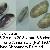 Donax trunculus
