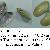 Donax trunculus