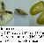 Donax trunculus