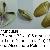Donax trunculus