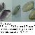 Donax trunculus