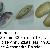 Donax trunculus