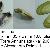 Donax trunculus