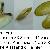 Donax trunculus