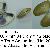 Donax trunculus