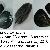 Mytilus edulis