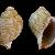 Eudolium crosseanum