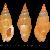 Mitrella coccinea