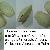 Thracia corbuloides