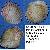 Cardium indicum