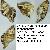 Cymathium parthenopeum parthenopeum
