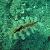 Pinna rudis