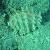 Pinna rudis