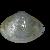 Yoldia micrometrica