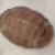 Callochiton septemvalvis
