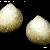 Laevicardium crassum