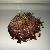 Spondylus gaederopus