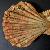 Manupecten pesfelis
