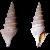 Spirotropis confusa