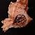 Hexaplex trunculus